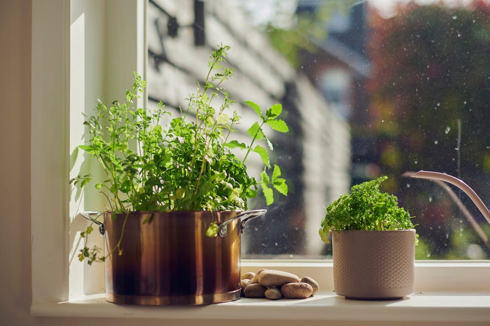 15 plantas perfectas para colocar en la cocina y decorar