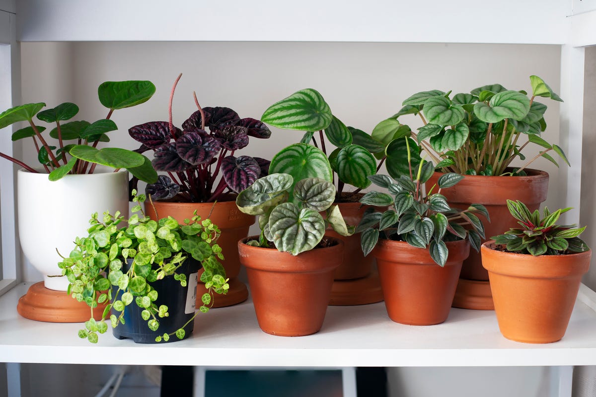 The Best Plant for Your Zodiac Sign, According to an Astrologer