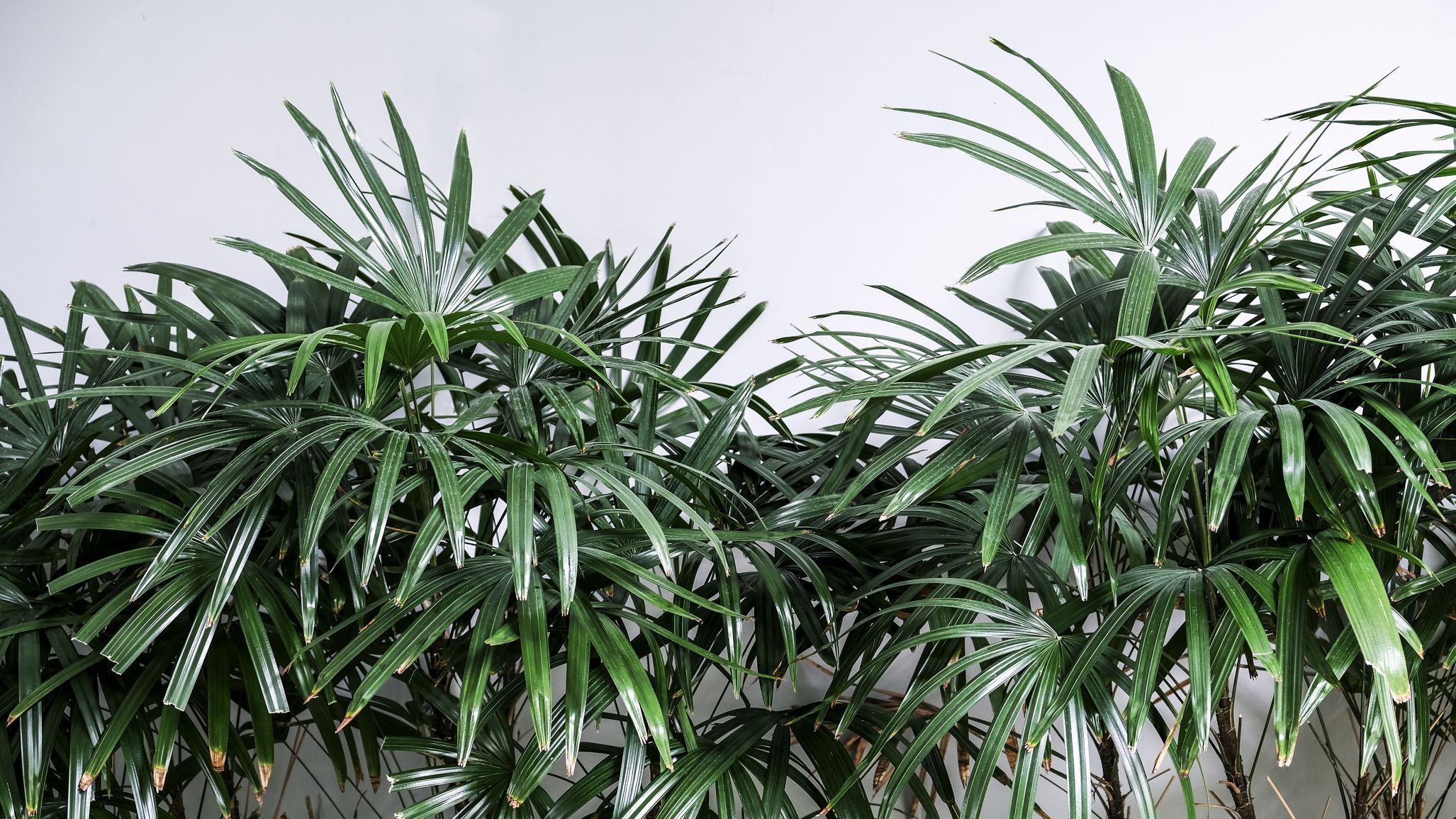 2 REASONS Your Areca Palm Leaves Turning Brown // Areca Palm Plant Care 