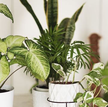 assortment of the best indoor plants in pots
