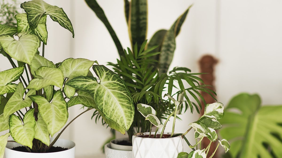 20+ Best Indoor Plants to Brighten Every Room 2024