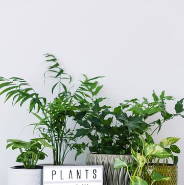 plants grow here sign with house plants on shelf