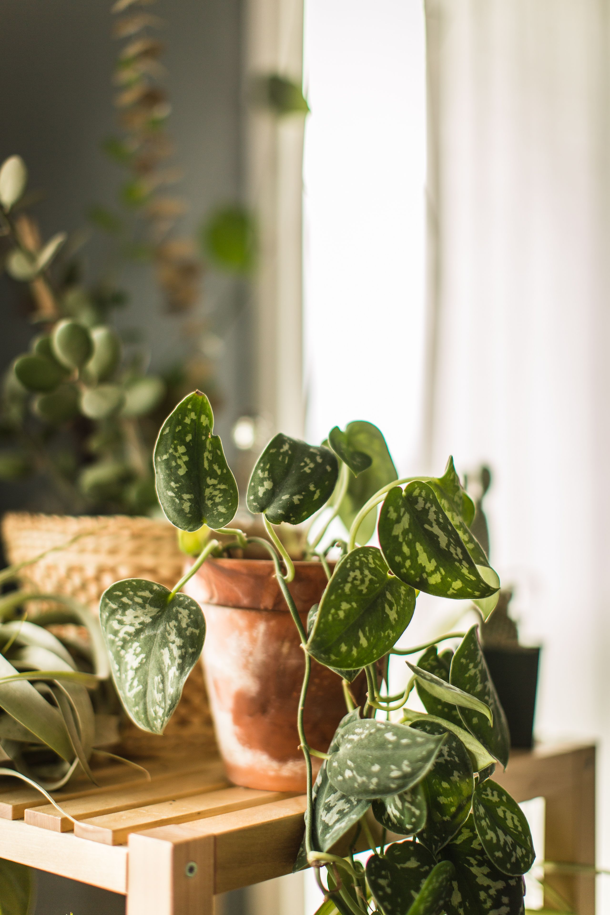 Best lights for indoor deals house plants