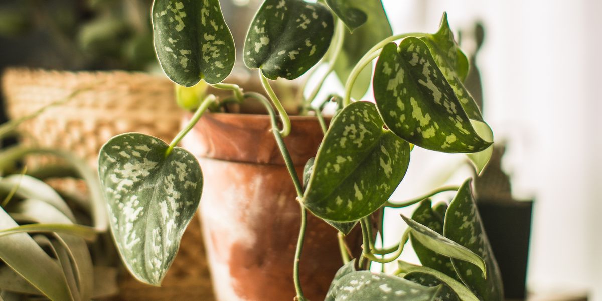real living indoor potted house plants these plants purify the indoor air of a home, and add a warm life giving feeling to the room