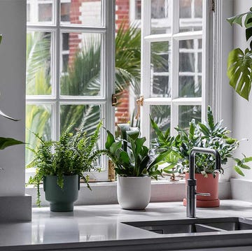 a group of indoor plants in pots on the windowsill indoor plants