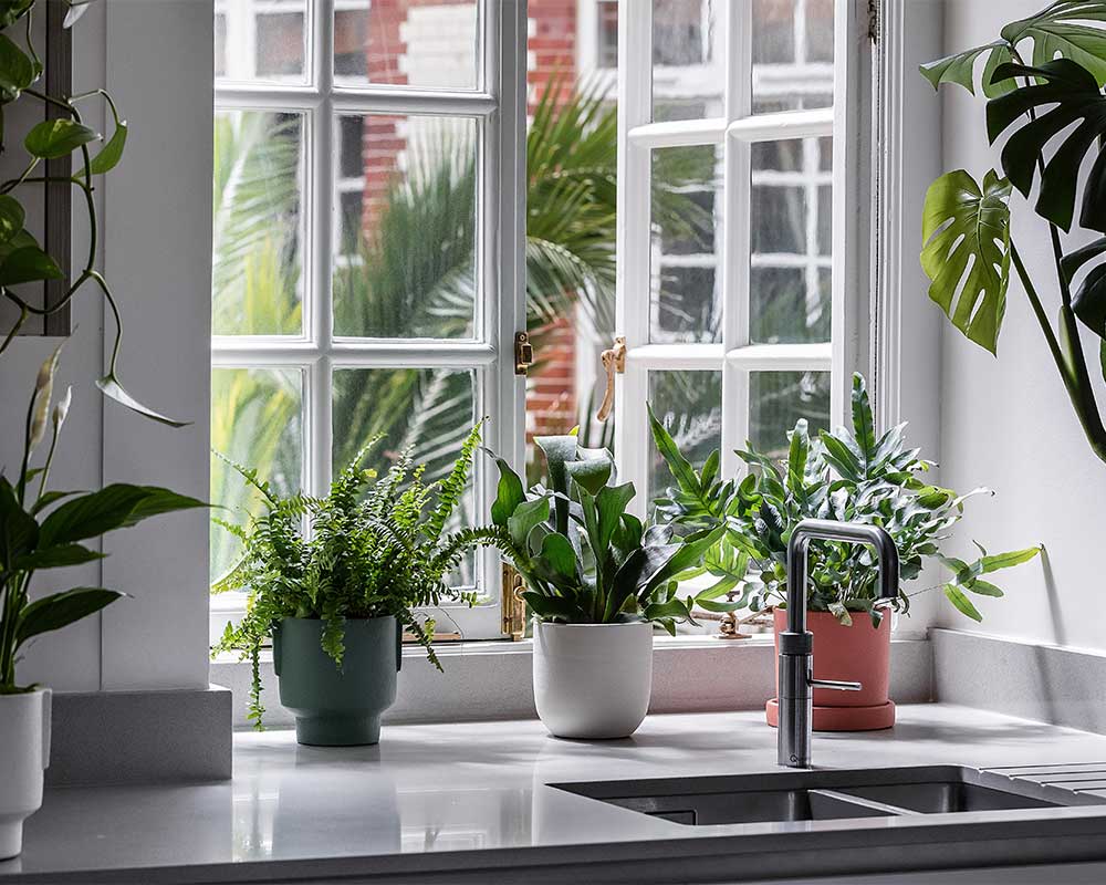 indoor plants