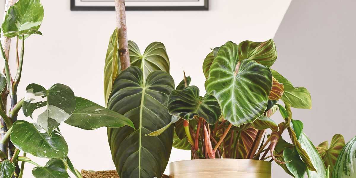 Indoor Plant Care - The Secret To Thriving Houseplants