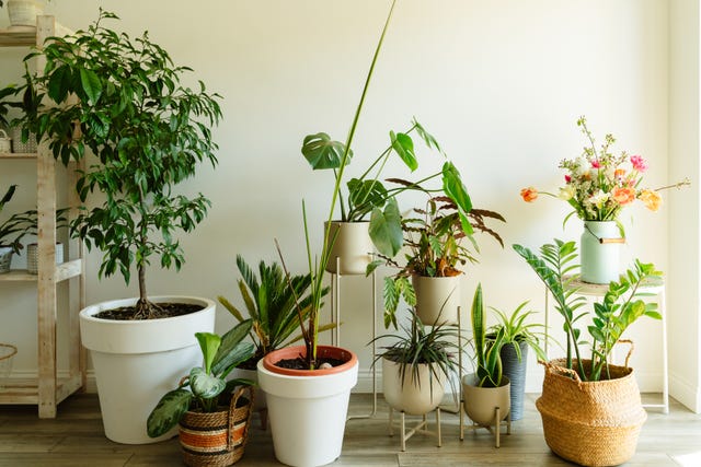 indoor plants for health, home green planting corner part of nature at the home or office, plants in pots