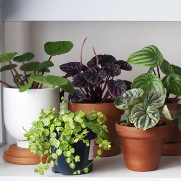 assorted indoor plants in terra cotta pots on a shelf