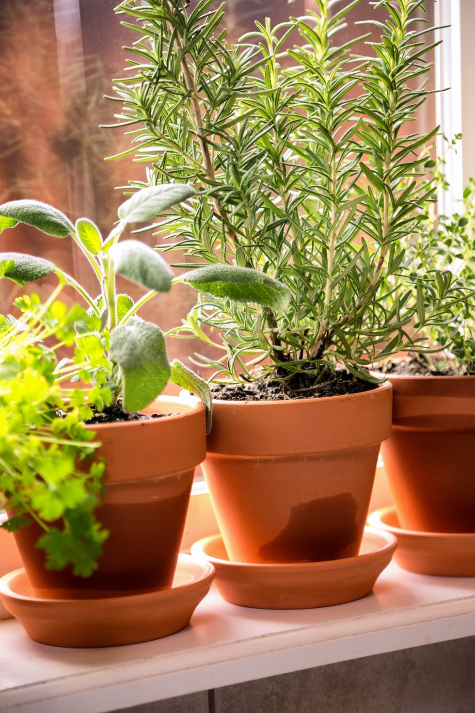 variety of fresh herbs in terra cotta pots in a window sill. 2 shot pano