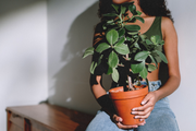 indoor plants