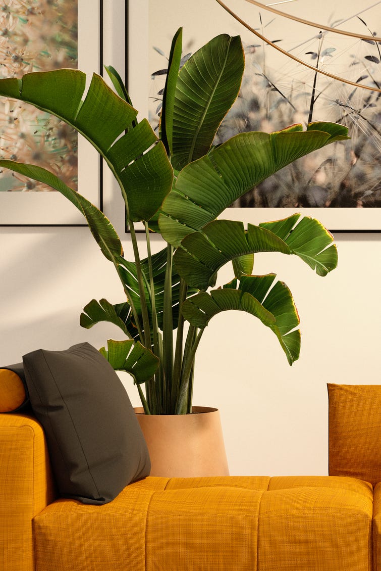 indoor trees, cozy room with banana tree in the corner