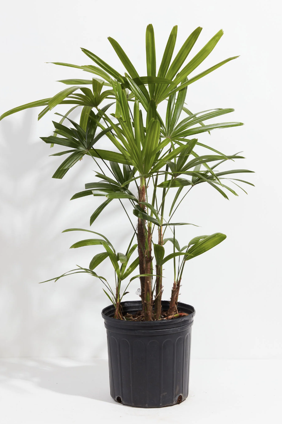 indoor trees, tall lady palm tree in a pot