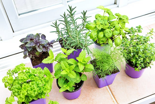 indoor vegetable garden