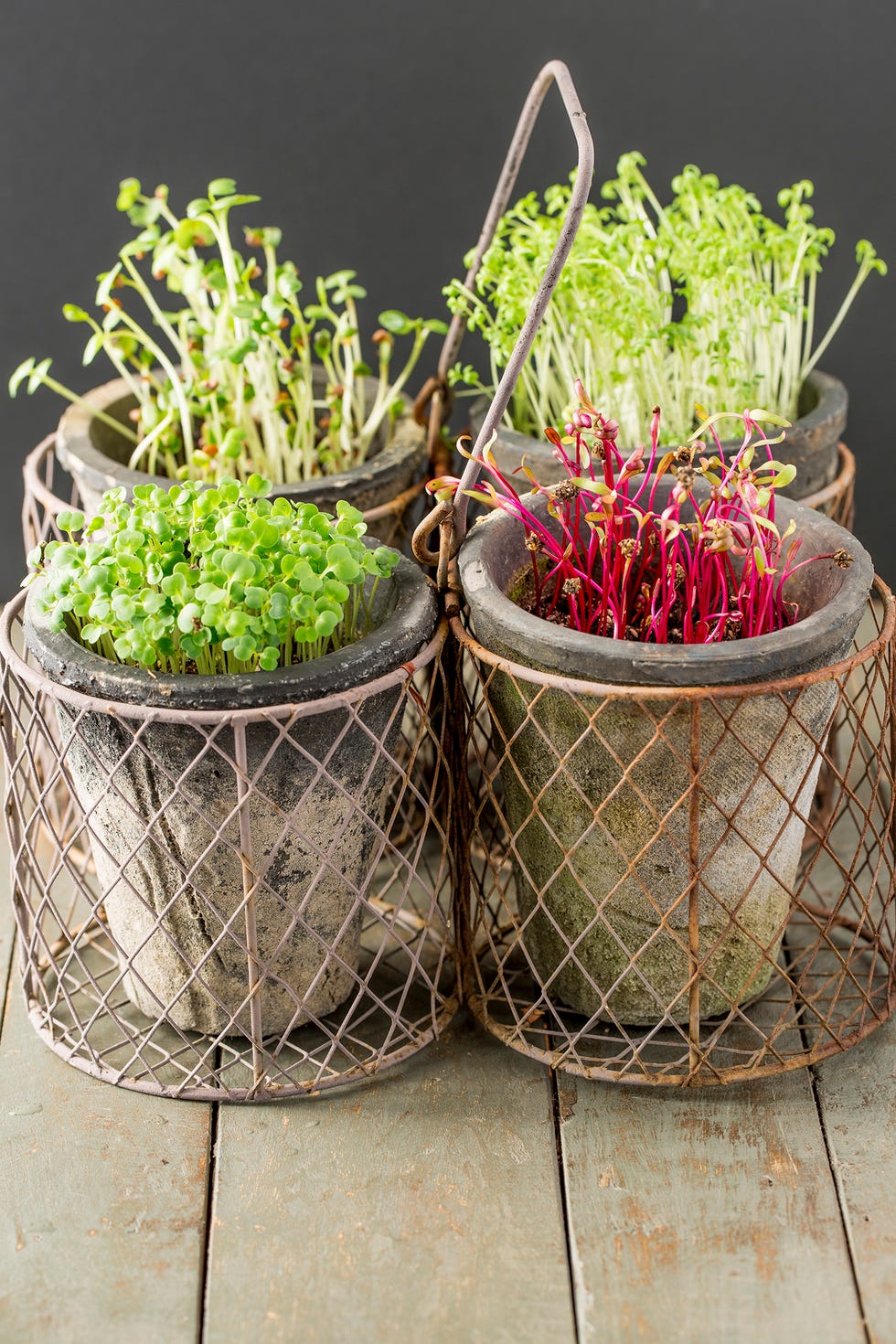 indoor vegetable garden