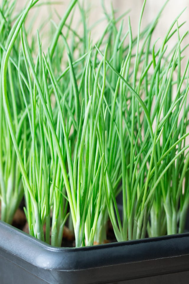 indoor vegetable garden scallions