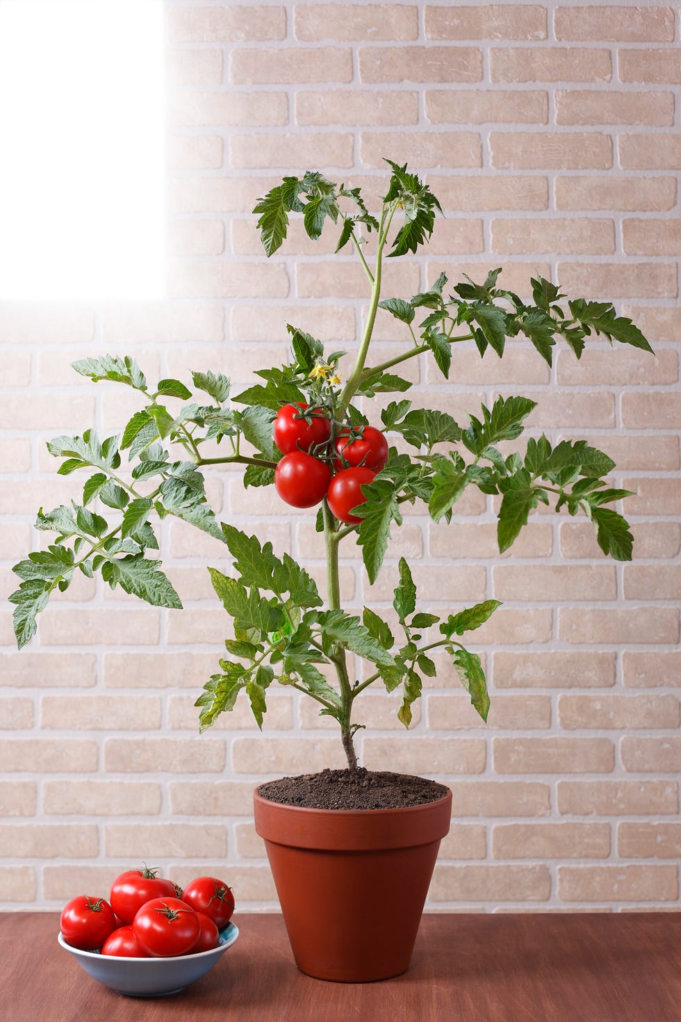 indoor vegetable garden