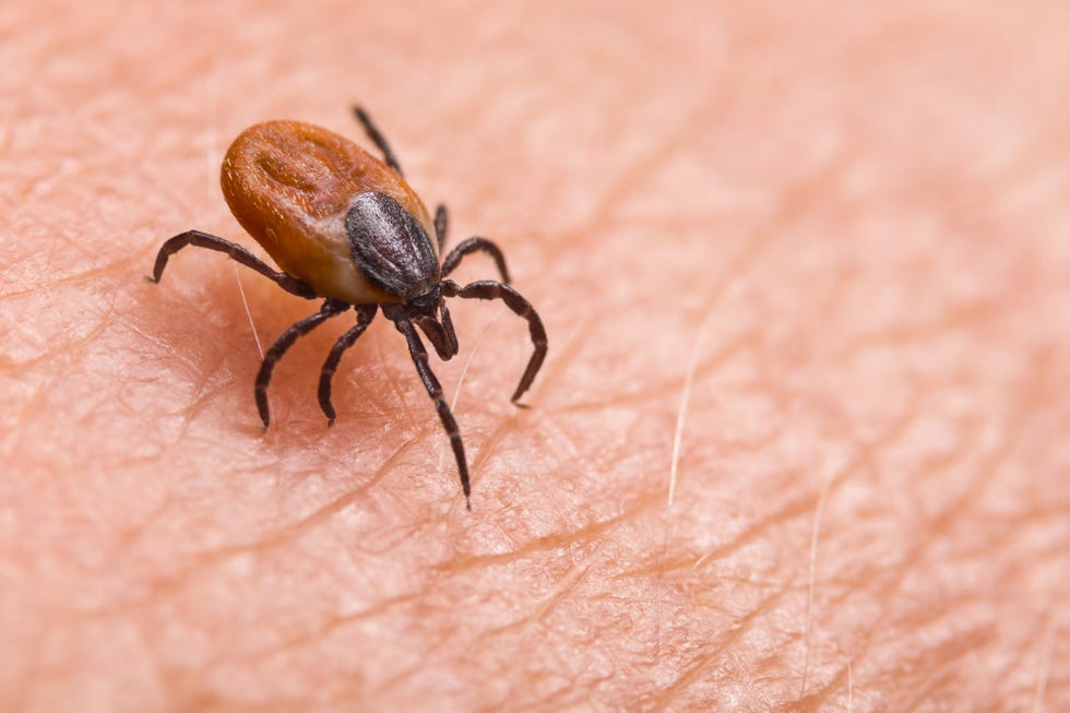 Lyme Disease Symptoms: Stages and Lesser-Known Signs to Be Aware Of