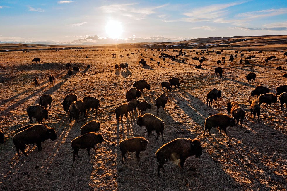 De Siksikaitsitapi fokken al sinds de jaren zeventig bizons in Montana maar pas in 2009 werd in de Blackfeet Indian Reservation een herstelprogramma opgetuigd Nu lopen er bijna duizend dieren rond Toch ziet projectleider Ervin Calron ruimte voor verbetering Hij wil het oude Siksikaitsitapilandschap in ere herstellen ecosystemen waar bizons vrij rondlopen