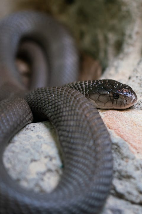 45 Coolest Animals: The Most Extreme Things Creatures Do To Survive 45 Coolest Animals: The Most Extreme Things Creatures Do To Survive