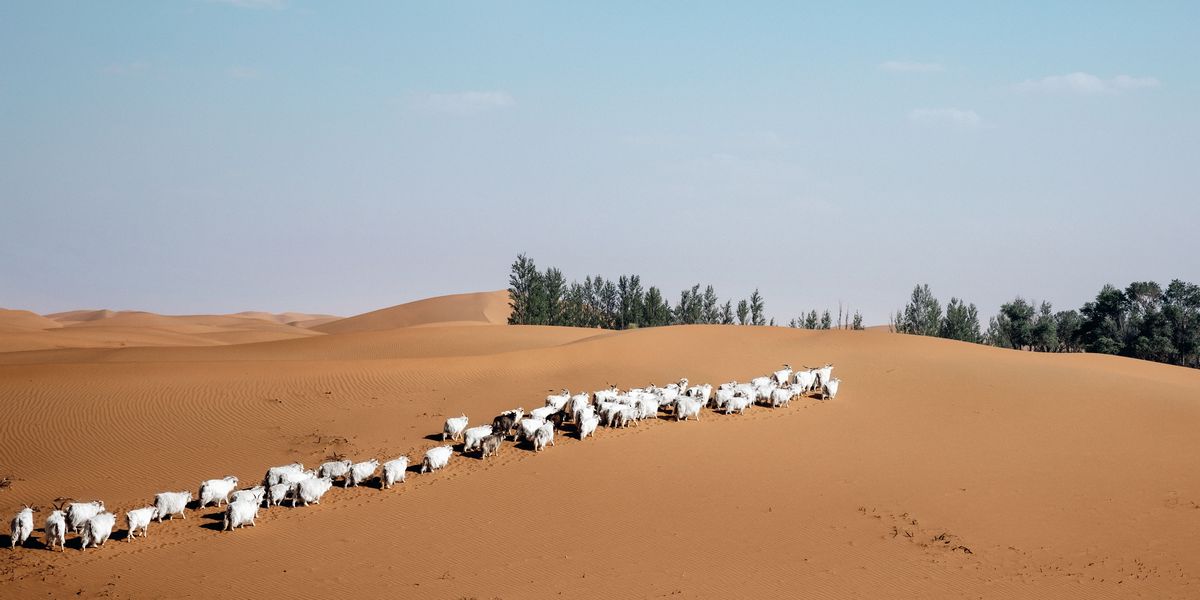 Desert, Sand, Natural environment, Aeolian landform, Herd, Sahara, Dune, Erg, Ecoregion, Landscape, 