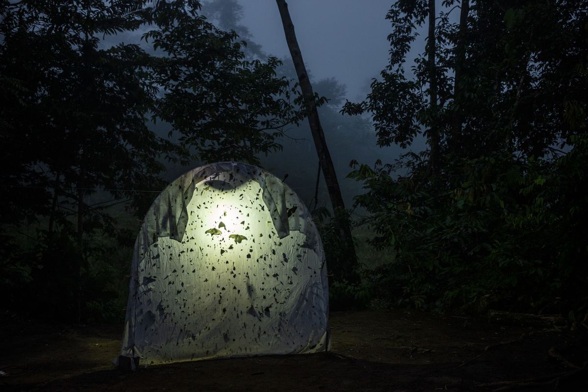 Tijdens veldwerk in Ecuador worden nachtelijke insecten verzameld met behulp van een verlicht doek