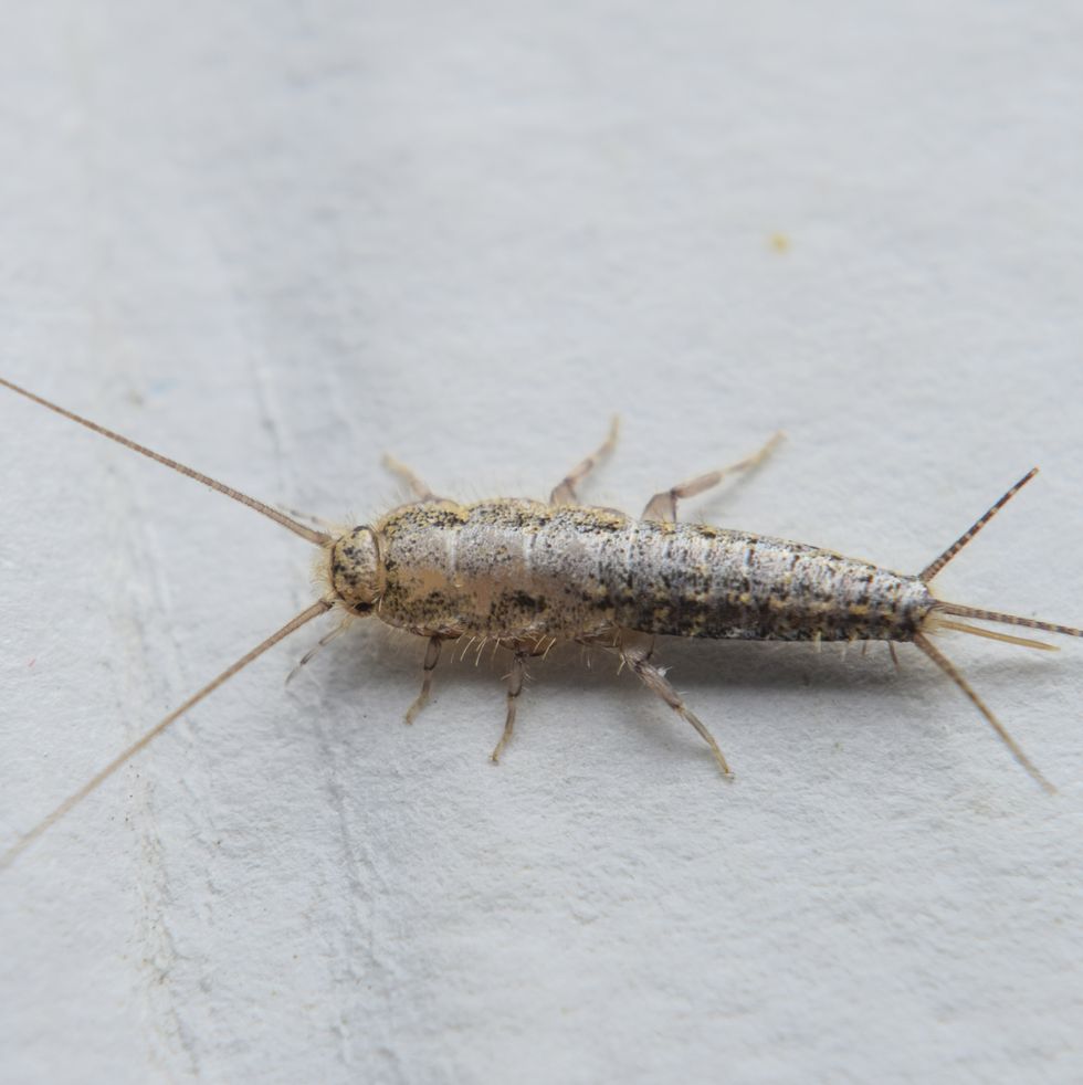 18 Common House Bugs to Know - What Insects Live in Houses?