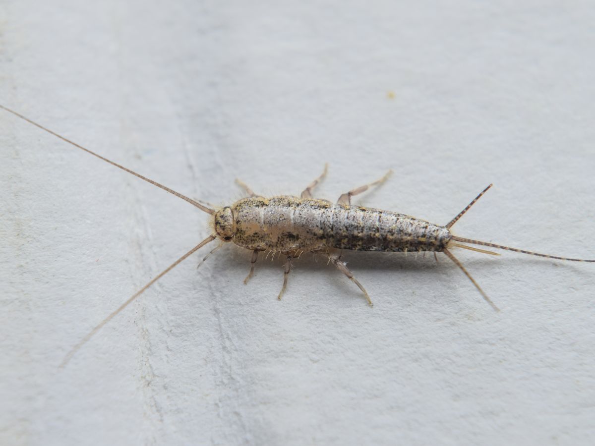 5 Ways to Get Rid of Silverfish - Stop a Silverfish Infestation