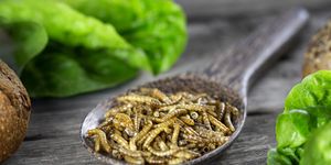insect protein benefits