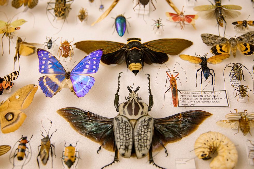 Royce Cumming een van de tientallen verkopers die zijn geprepareerde insecten in mei op de Bug Fair in het Natural History Museum of Los Angeles aanbiedt toont zijn eigen collectie Daartoe behoren een goliathkever een blauwe morfovlinder en een Polyphemusnachtpauwoog