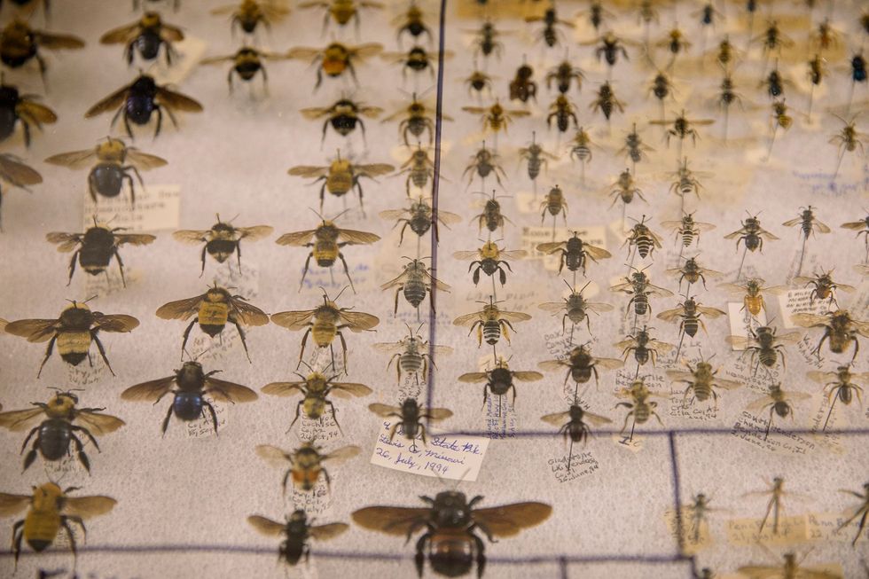 Sommige mensen verzamelen geprepareerde bijen Op de Bug Fair zijn er heel wat soorten te bewonderen