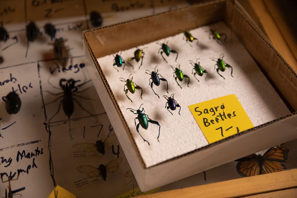 Bij het kraampje van verkoper Bob Duff op de Bug Fair gaan de Sagrabladhaantjes voor zeven dollar per stuk Duff biedt een groot aantal verschillende keversoorten aan