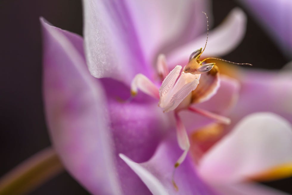 De Franse douane nam orchideebidsprinkhanen in beslag die waren bestemd voor de in New Jersey wonende Wlodzimie Lapkiewicz De ZuidoostAziatische insecten doen zich voor als bloemblaadjes om prooidieren aan te lokken