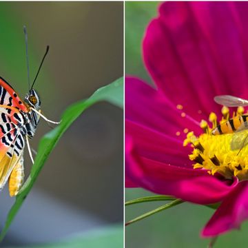 insects beneficial to your garden