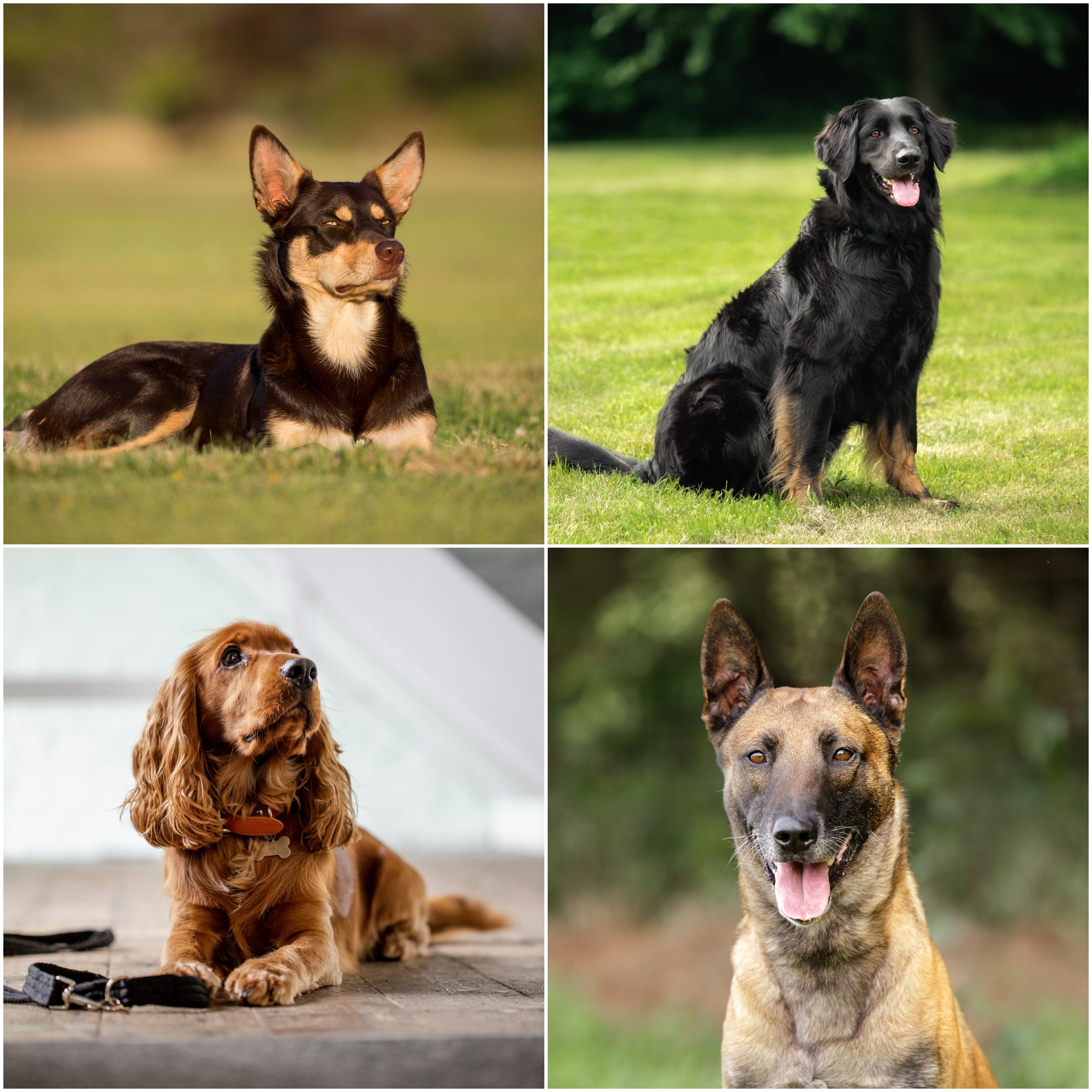 Smartest Dog Breeds  What Is the Smartest Dog In The World