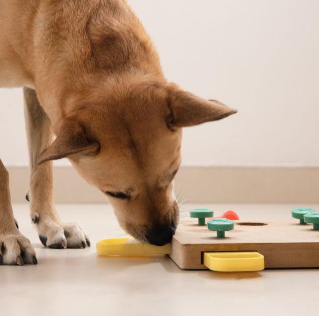 Challenge Slider Interactive Treat Puzzle Game Dog Toy