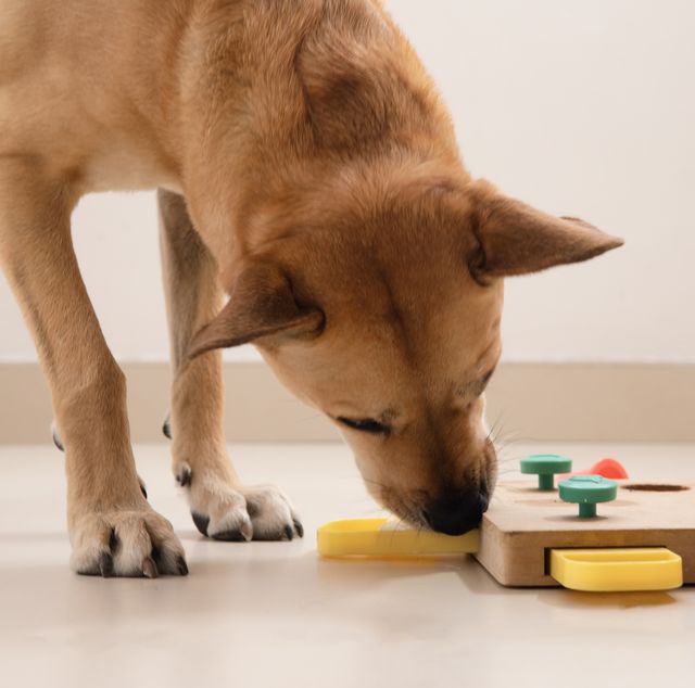 11 Interactive Dog Toys To Entertain