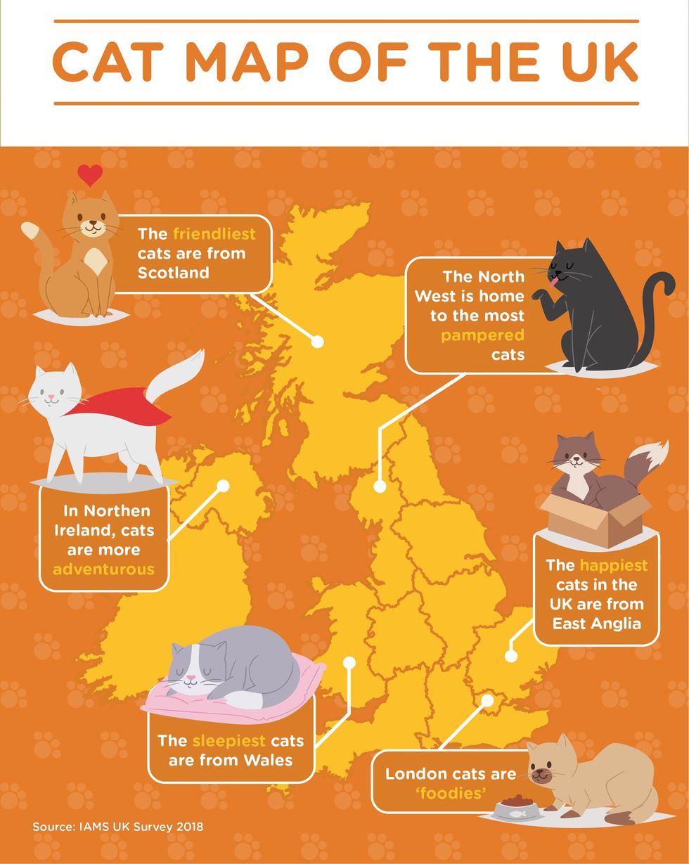 International Cat Day - Cat Map of the UK 2018 - IAMS UK