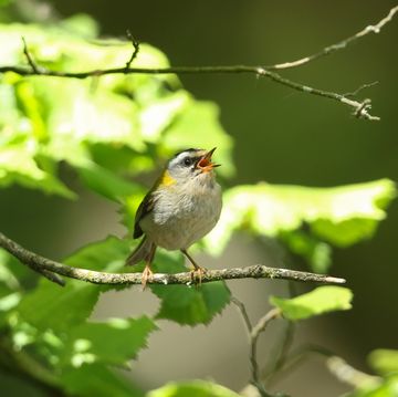 a singing firecrest, regulus ignicapillus, perching on a branch of a tree