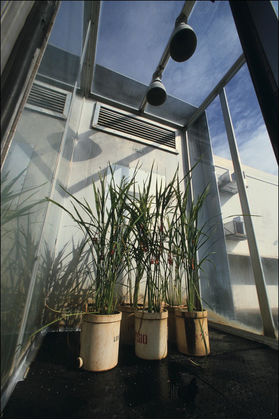 international rice research institute on january 1st, 1991 in philippines