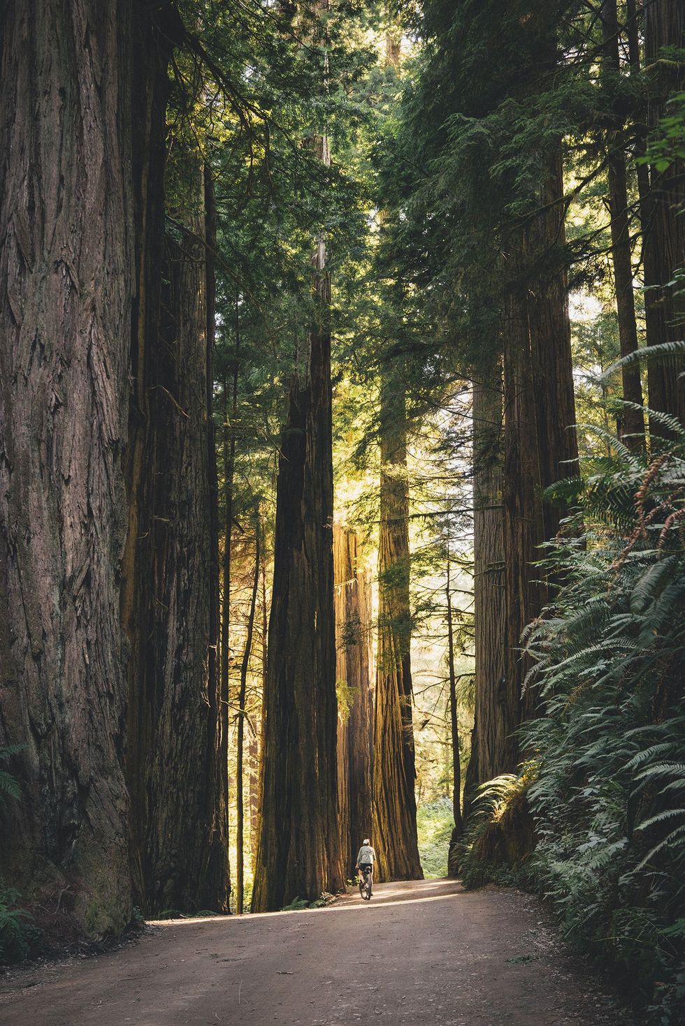 Jedediah Smith Redwoods State Park Californi VS