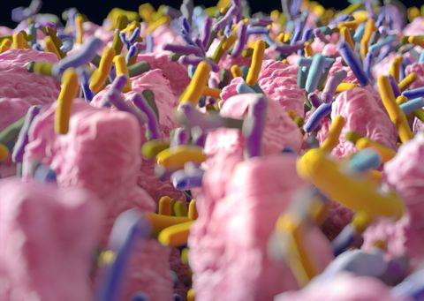 Intestinal villi. Small finger-like projections that extend into the lumen of the small intestine. Gut bacteria, flora, microbiome. 3d illustration.