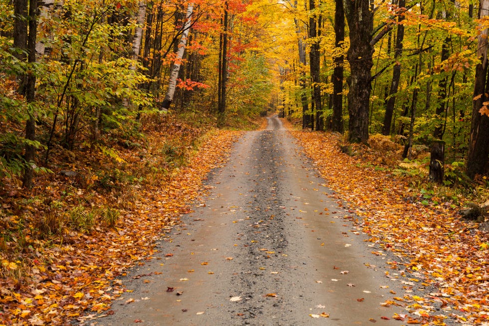 into the woods autumn road