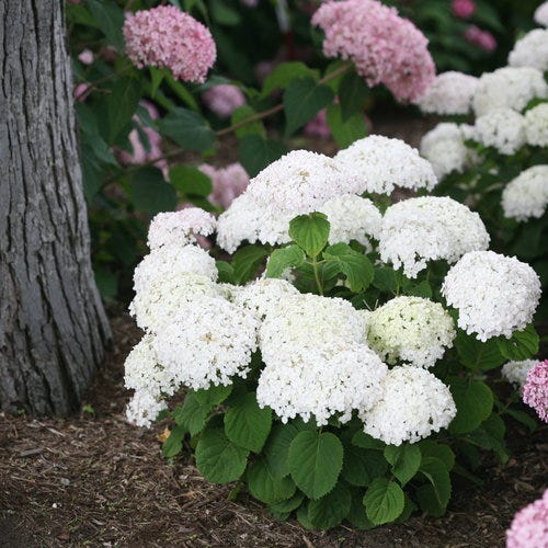 hydrangea aborescens 'invincibelle wee white'