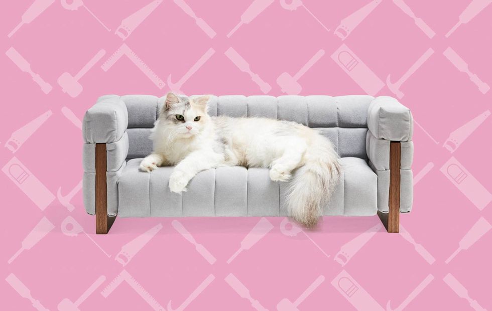 Cat, Pink, Felidae, Small to medium-sized cats, Furniture, Kitten, Room, Wallpaper, Fur, Tail, 