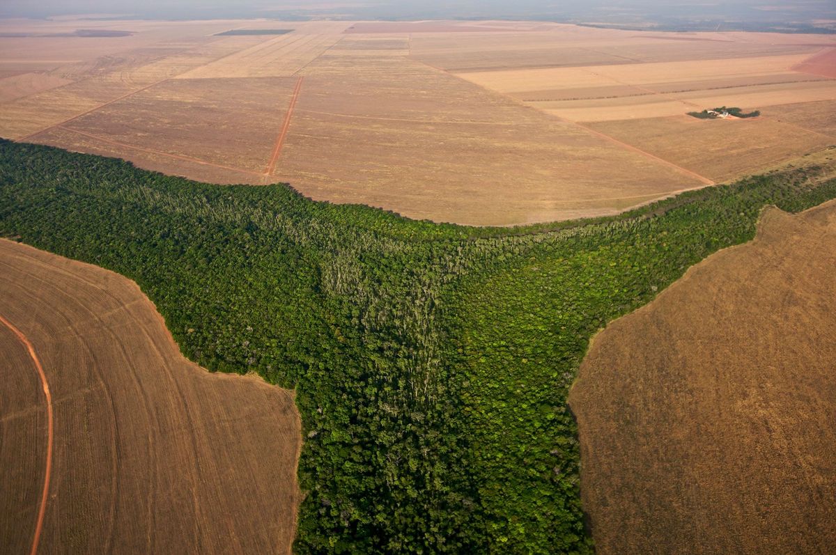 Uit een nieuw internationaal rapport blijkt dat Brazili een van de landen is waar ontbossing moet worden beperkt om klimaatopwarming te voorkomen