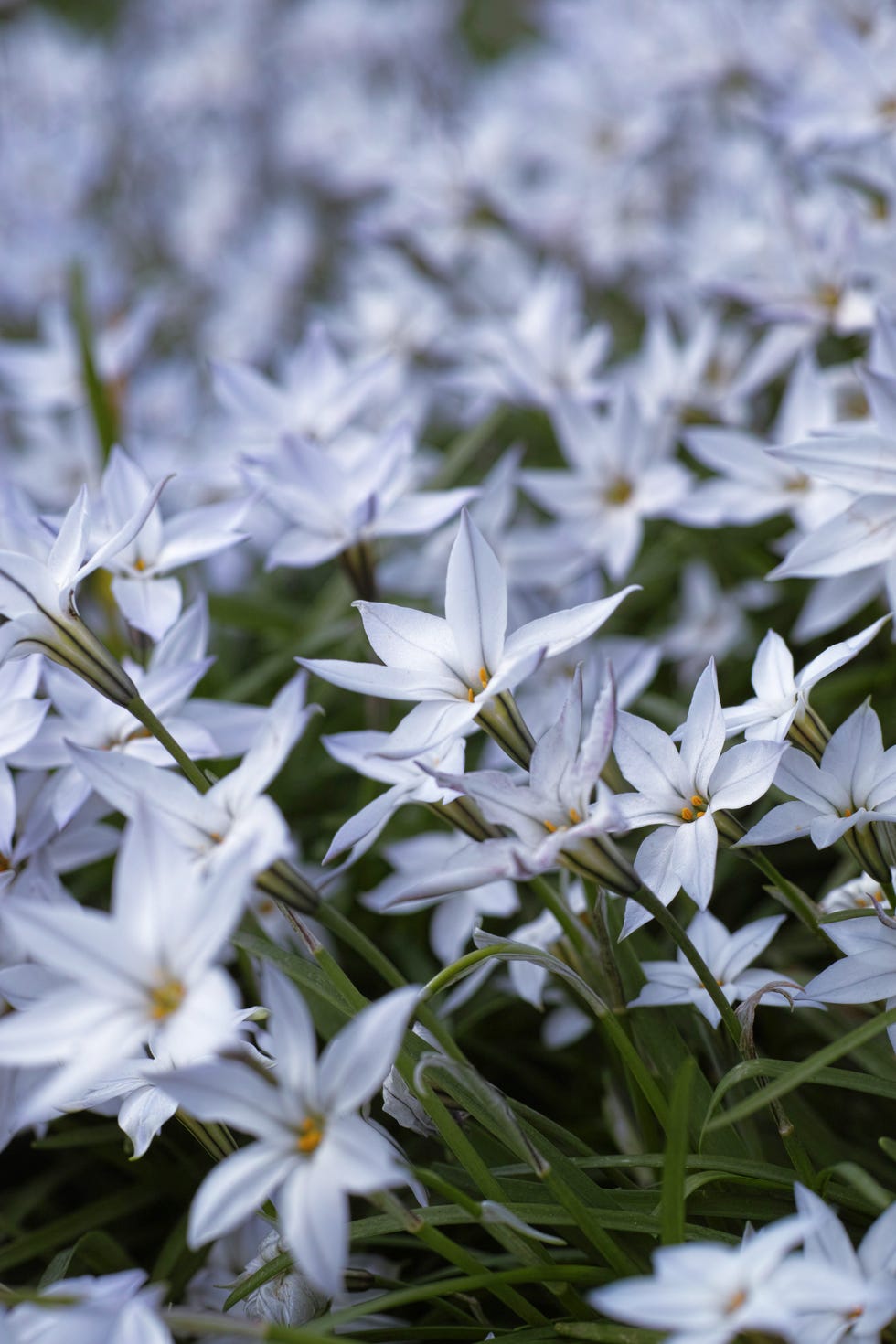 winter flowers star flower