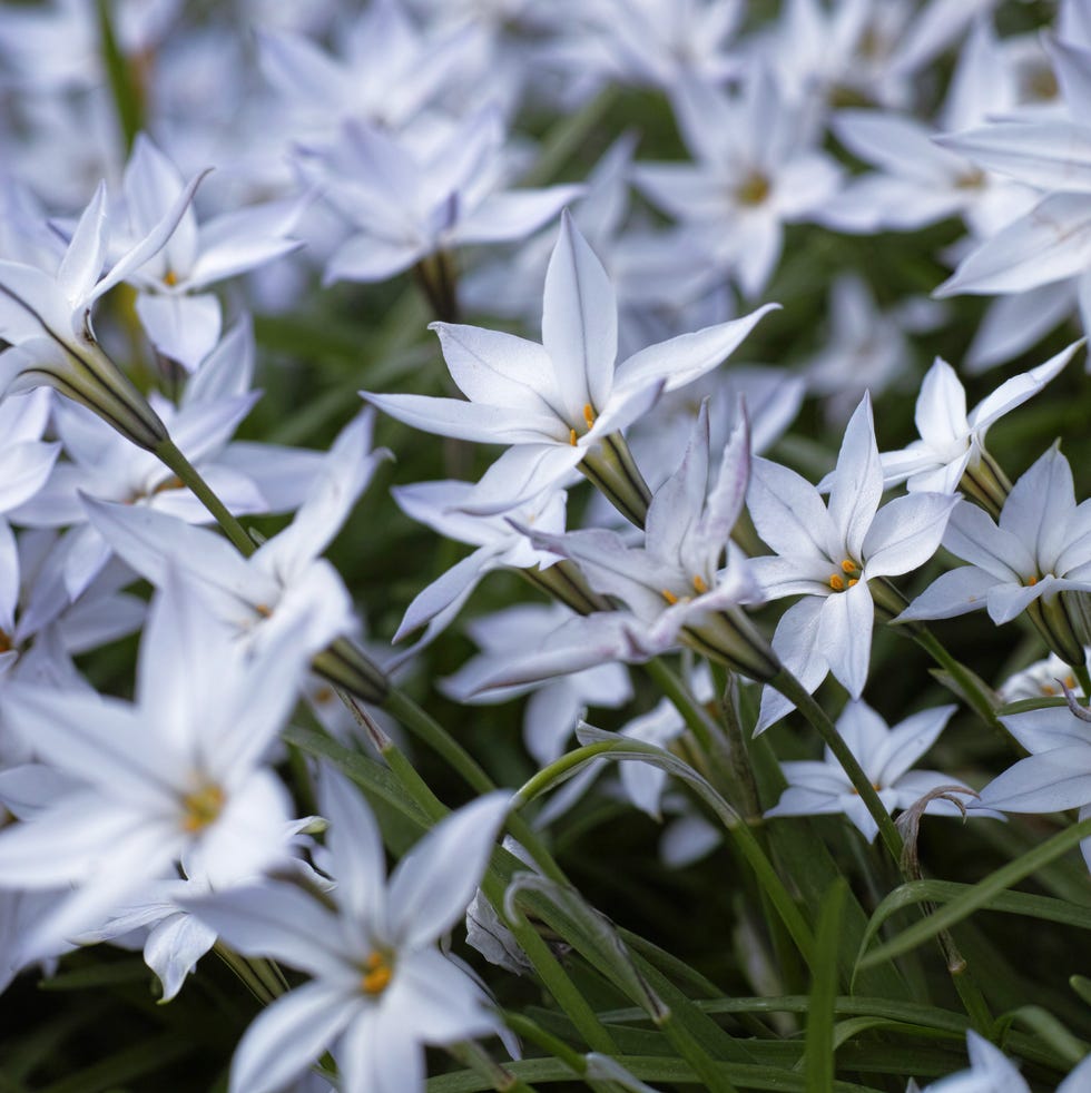 winter flowers star flower Ipheion uniflorum (Spring Starflower) winter flowers star flower