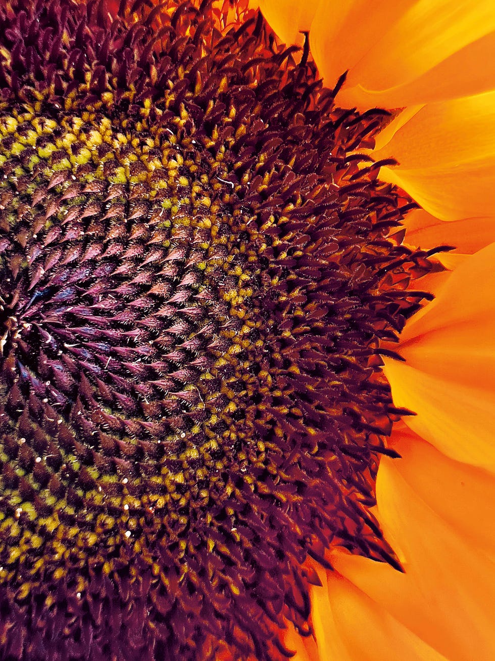 macro photo of flower bud