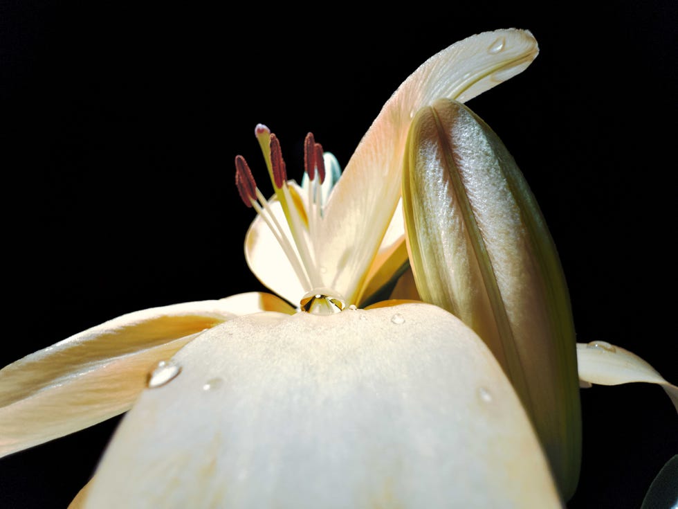 water droplets on a flower petal